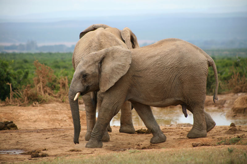 Addo Elephant Park im stlichen Kap