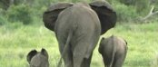 Unterkunft in Addo Elephant Park