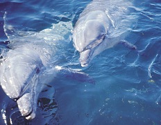 North Coast Dolphins