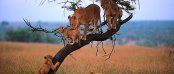Unterkunft in Sabi Sands