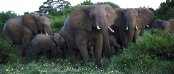Unterkunft in Thornybush
