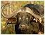 The Kruger Park is home to the Big 5