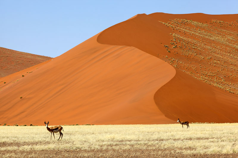 Die Roten Sanddünen von Kgalagadi