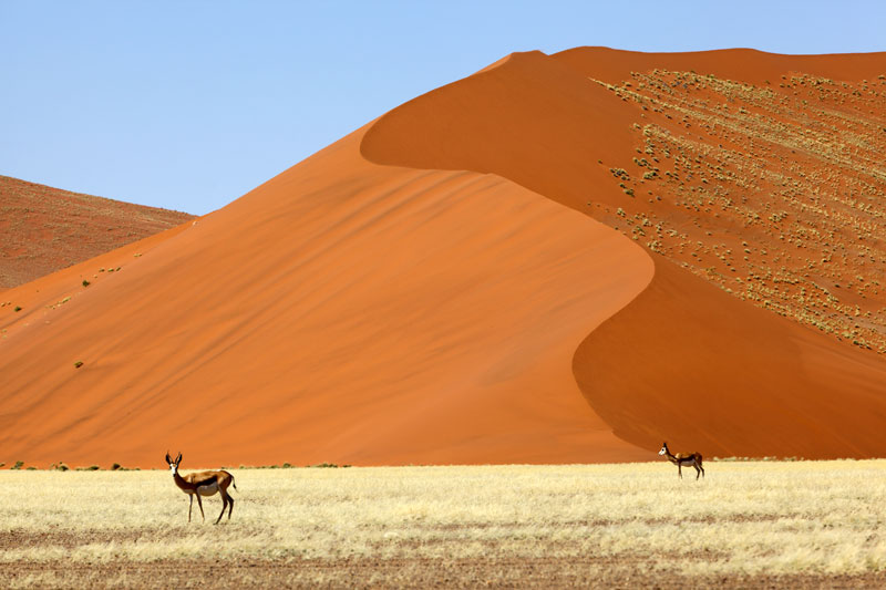 Die Roten Sanddnen von Kgalagadi