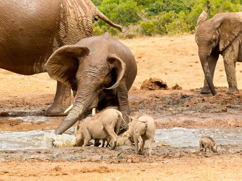 Elephanten im Addo Alephant National Park