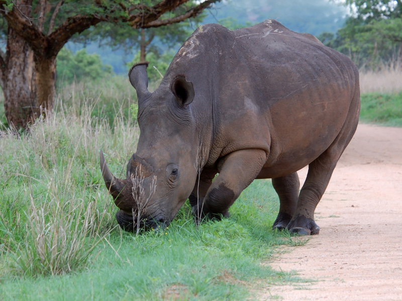 Rhino are almost extinct