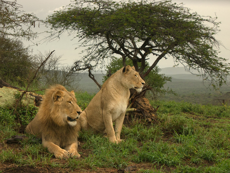 Lwe im Kruger National Park