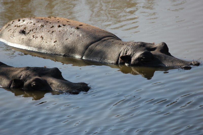 Hippopotamus in Kruger National Park