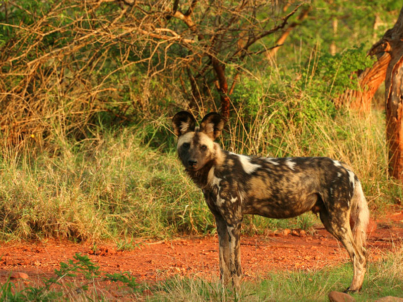 Wild Dogs in Madikwe Game Reserve