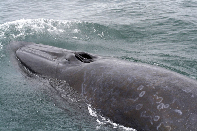 Whale-Watching von der Kste von Sdafrika