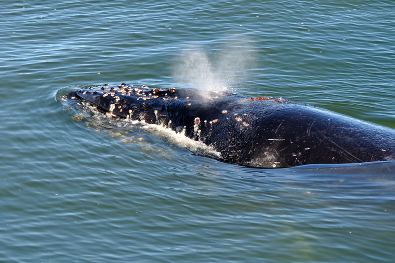 Whale-Watching von der Küste von Südafrika