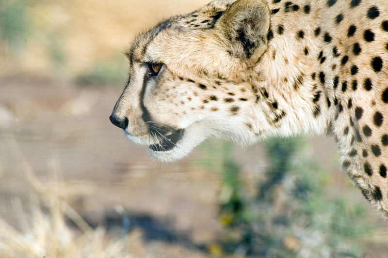 Cheetah im Sanbona Reservaat