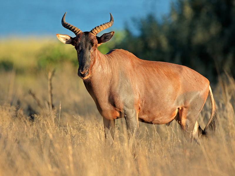 Tsesebesse im Krgerpark