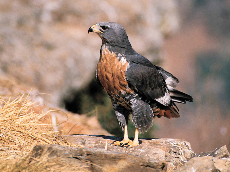 Eagle in the Karoo