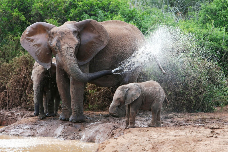 Addo Elephant Park im Östlichen Kap, Südafrika