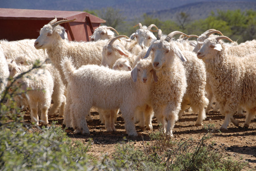 Karoo Heartland Sehenswrdigkeiten