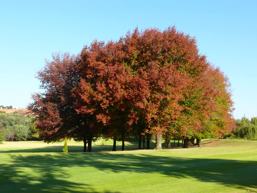 Killarney Golfplatz, Houghton, Johannesburg, Sdafrika