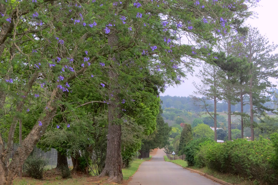 Natal Midlands Sehenswrdigkeiten und Reiseziele