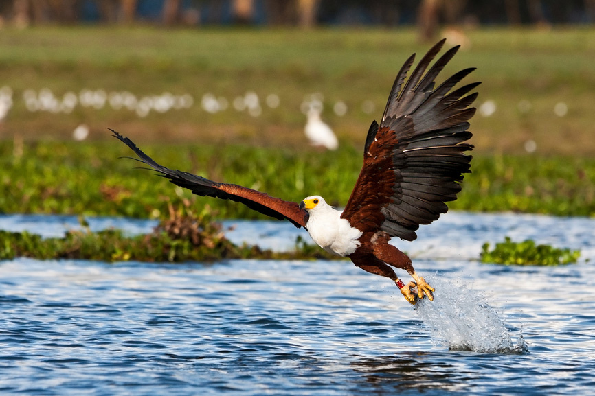 iSimangaliso Wetland Park, Sdafrika