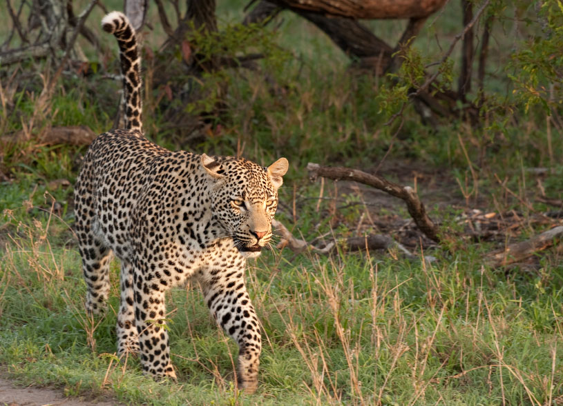 Sabi Sands Wildreservat