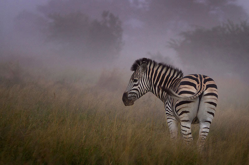 Sabi Sands Wildreservat