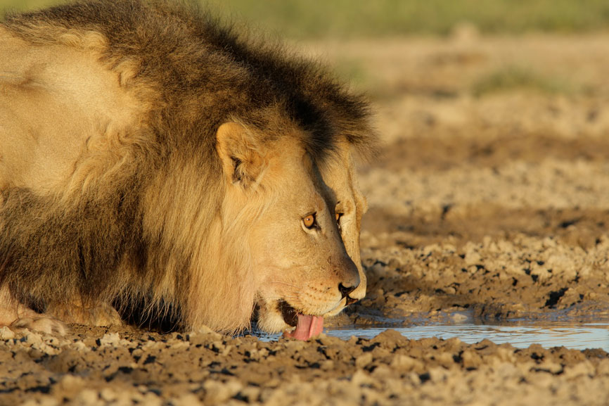 In Limpopo, Sdafrika