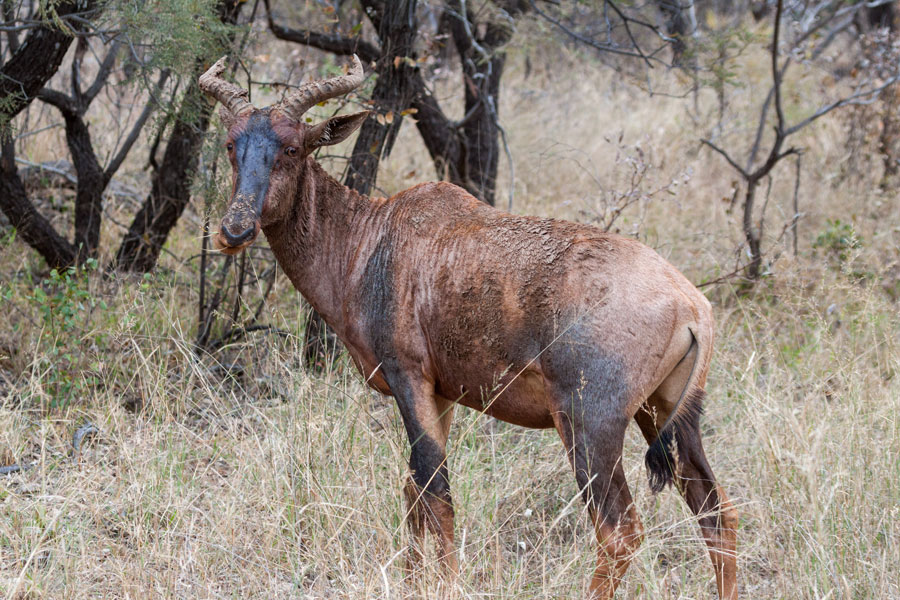 Bushveld Region Sehenswrdigkeiten