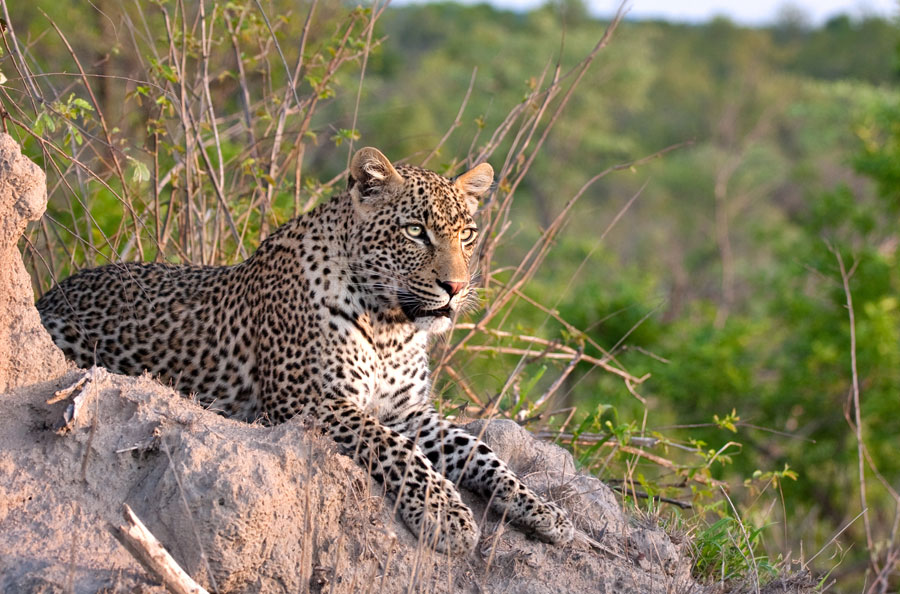 Bushveld Region Sehenswrdigkeiten