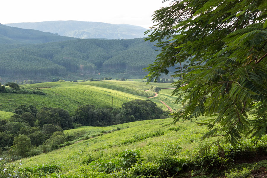 Haenertsburg und Magoebaskloof, Limpopo