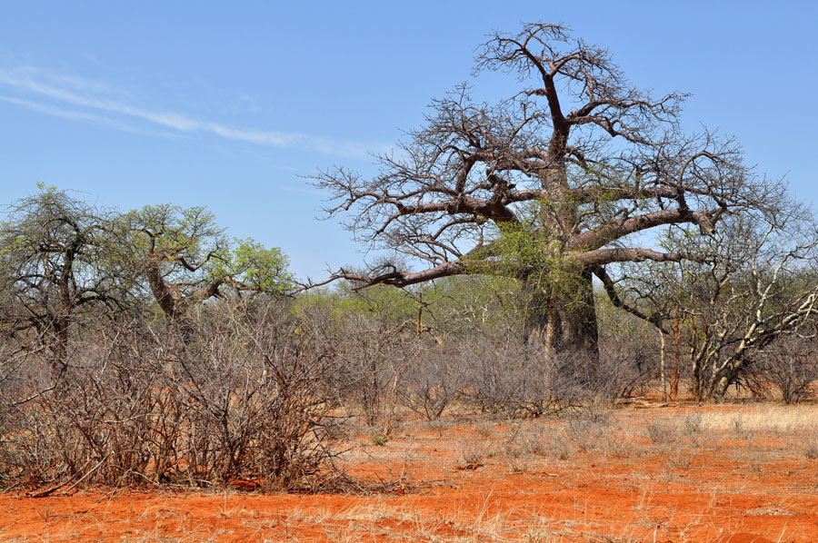 Baobab Bume im Soutpansberg