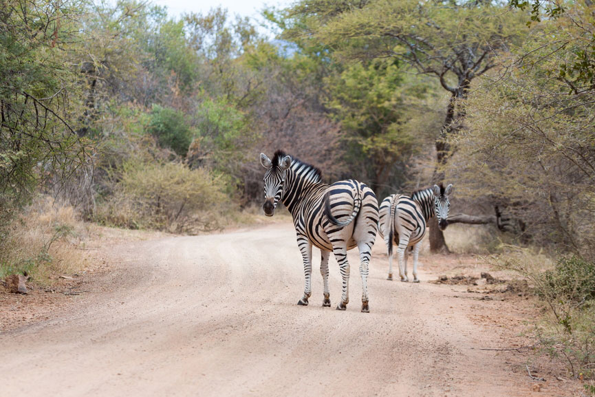 Bushveld Region Sehenswrdigkeiten und Reiseziele