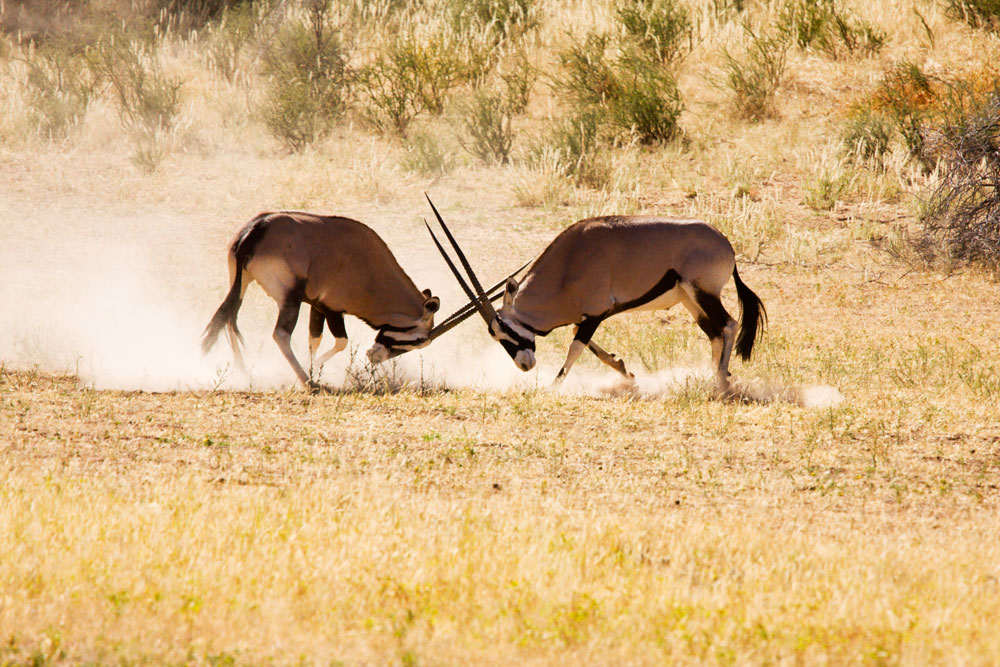 Kgalagadi Transfrontier Park