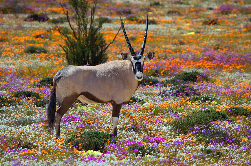 Namaqualand Sehenswrdigkeiten