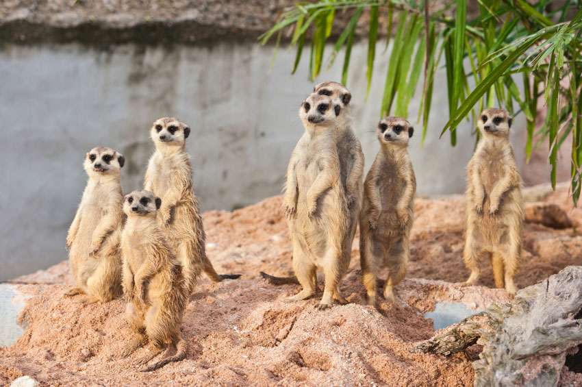 Kgalagadi Transfrontier Park