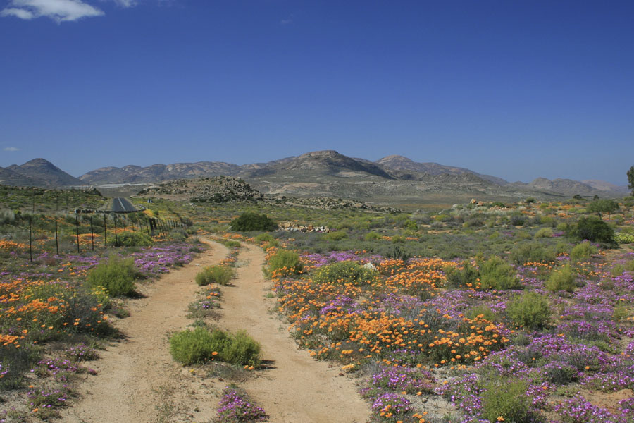 Namaqualand Sehenswrdigkeiten und Reiseziele