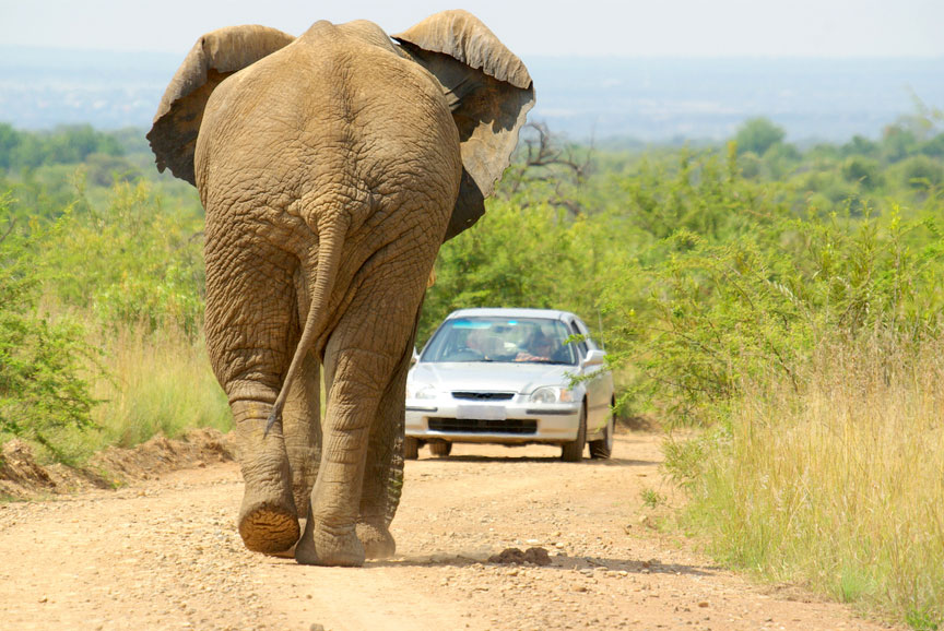 Pilanesberg National Park