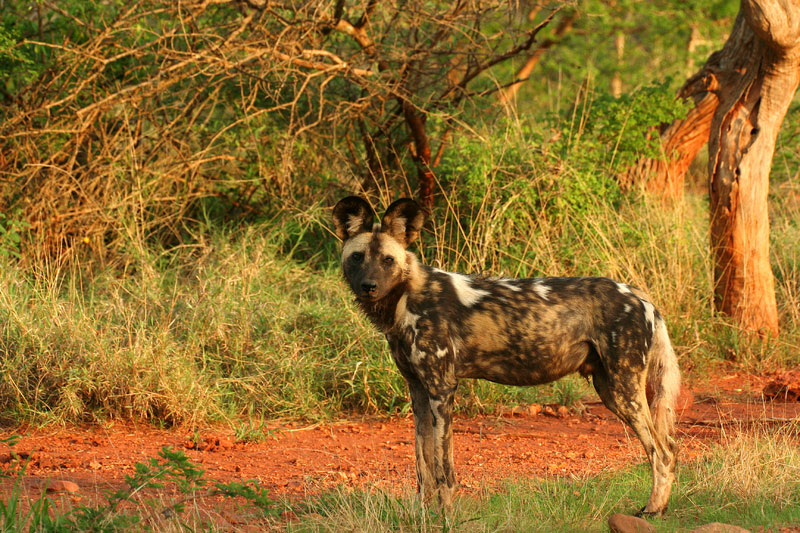 Der Madikwe Wildreservat