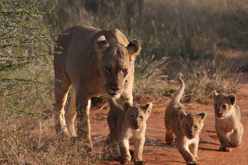 Madikwe Wildreservat in Sdafrika