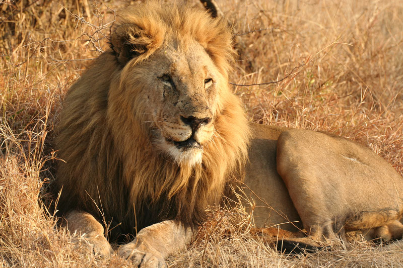 Madikwe Wildreservat