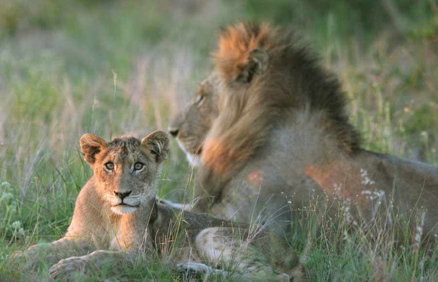 Der Pilanesberg-Nationalpark