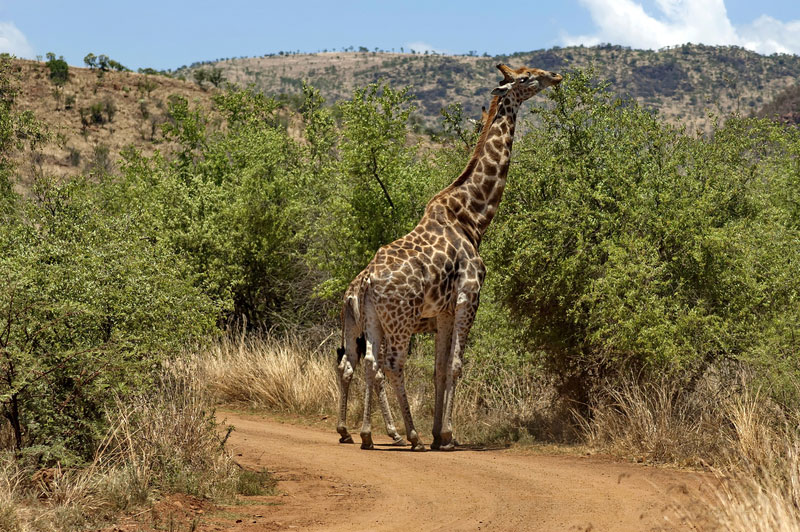 Pilanesberg Nationalpark