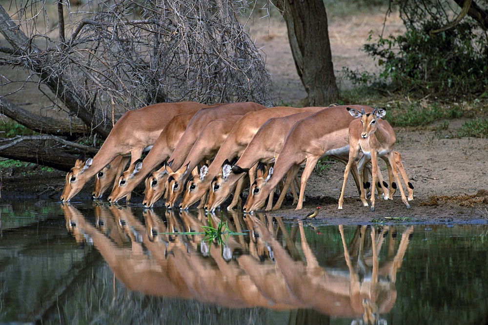 Pilanesberg-Nationalpark in Sdafrika