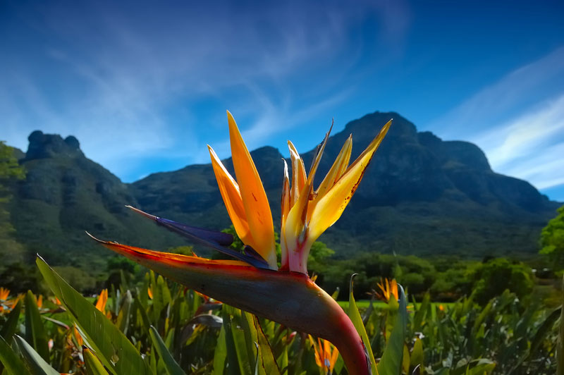 Kirstenbosch Botanischer Garten Sehenswrdigkeiten