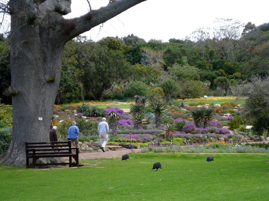 Kirstenbosch Botanischer Garten, Kapstadt