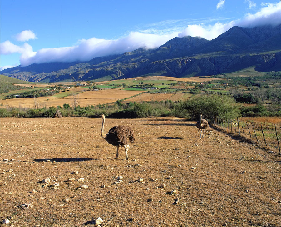 Oudtshoorn Reisetipps